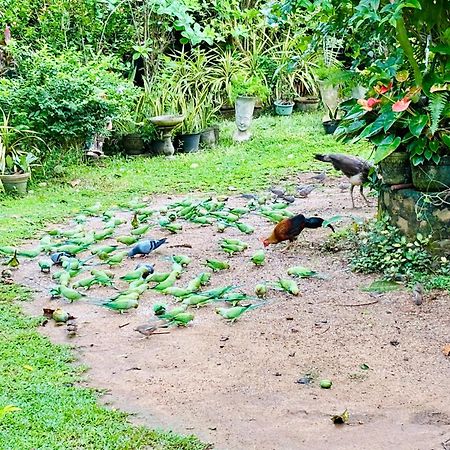 Bird House Homestays Tangalle Exterior foto