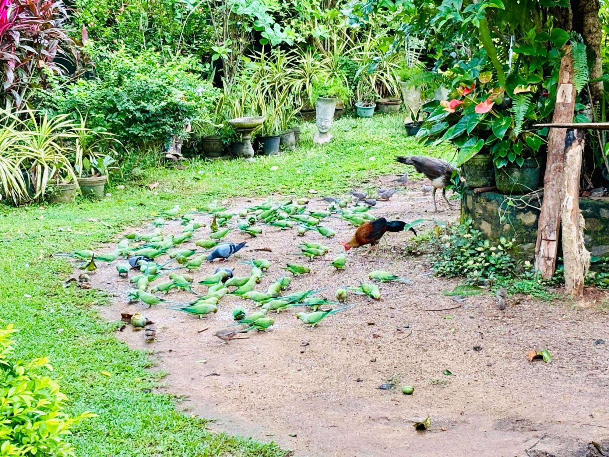 Bird House Homestays Tangalle Exterior foto